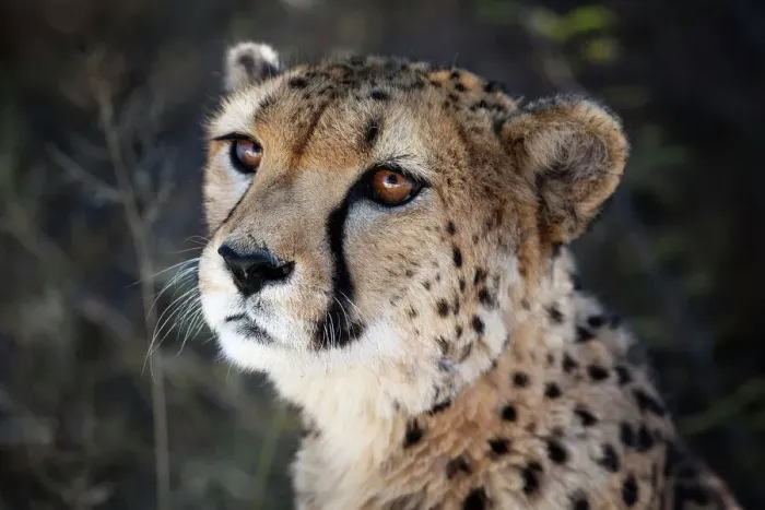 Gerahmter Druck : 'Namibia, Nahansicht eines Gnus.' Gerahmter Druck : 'Namibia, Nahansicht eines Gnus.'