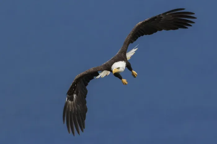 Gerahmter Druck : Fledermausflug