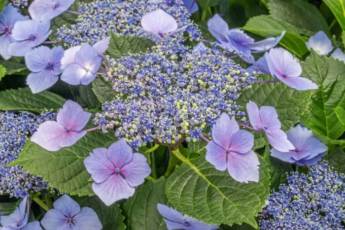 Gerahmter Druck : Röhrenblüten-Hydrangea Gerahmter Druck : Röhrenblüten-Hydrangea