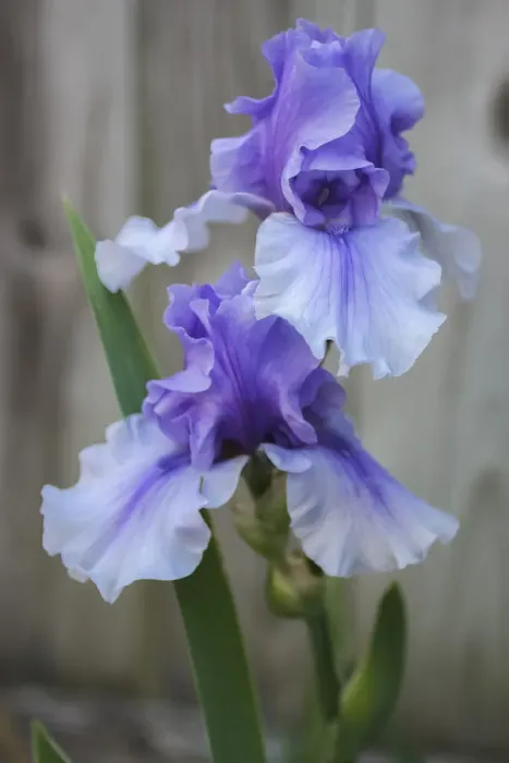 Gerahmter Druck : Zyankraut Iris Gerahmter Druck : Zyankraut Iris