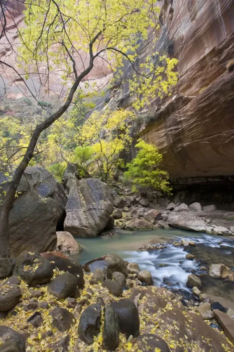 Gerahmter Druck : Nordlicher Forkuhr des Flusses Virgin River, Tor der Narrowen im Zions-Nationalpark in den USA - Utah Gerahmter Druck : Nordlicher Forkuhr des Flusses Virgin River, Tor der Narrowen im Zions-Nationalpark in den USA - Utah
