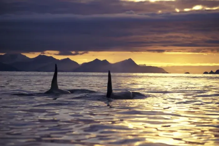 Gerahmter Druck : Orcas oder Töter Gerahmter Druck : Orcas oder Töter