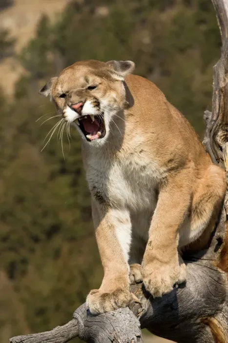 Gerahmter Druck : Bergpuma oder Puma