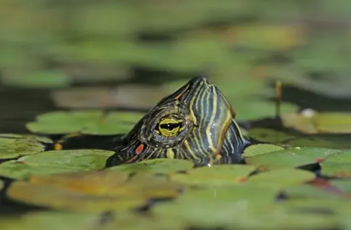 Gerahmter Druck : Rotkragen-Selzer (Trachemys scripta elegans), Erwachsene Schwimmen im Wasser in der Nähe von Willacy County und dem Rio Grande Valley Gerahmter Druck : Rotkragen-Selzer (Trachemys scripta elegans), Erwachsene Schwimmen im Wasser in der Nähe von Willacy County und dem Rio Grande Valley