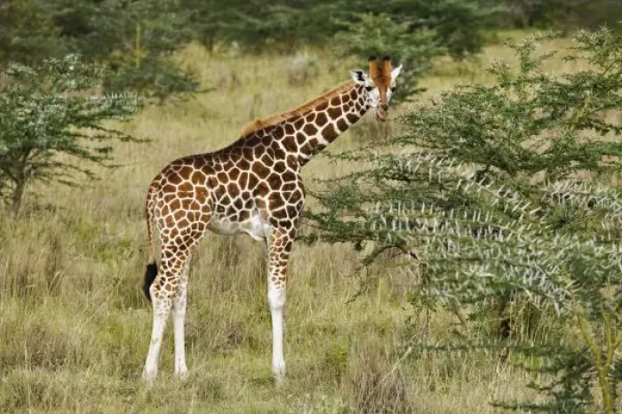 Gerahmter Druck : Die Rothschild-Girafe Gerahmter Druck : Die Rothschild-Girafe