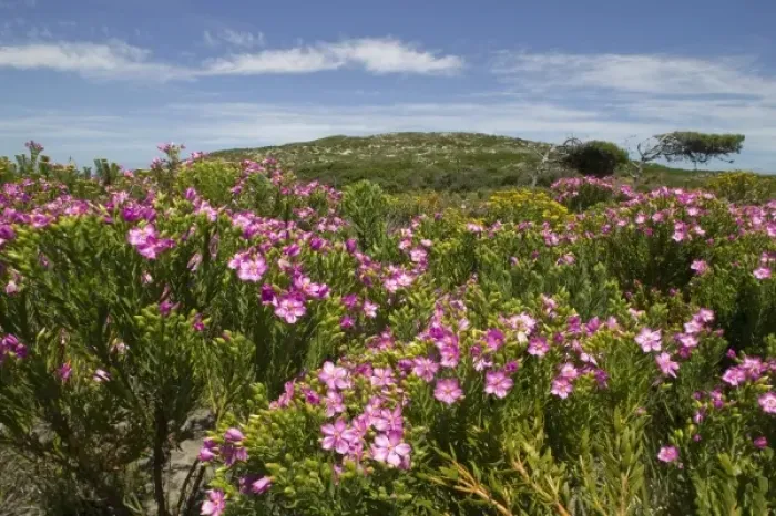 Gerahmter Druck : Südafrika, Naturschutzgebiet Tafelberg, Blumen blühen auf Fynnbusvegetation Gerahmter Druck : Südafrika, Naturschutzgebiet Tafelberg, Blumen blühen auf Fynnbusvegetation