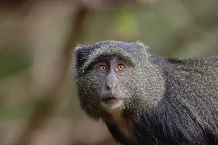 Gerahmter Druck : Sykes oder Blauer Affenmönch, Cercopithecus mitis, See von Manyara Nationales Naturreservat in Tansania Gerahmter Druck : Sykes oder Blauer Affenmönch, Cercopithecus mitis, See von Manyara Nationales Naturreservat in Tansania