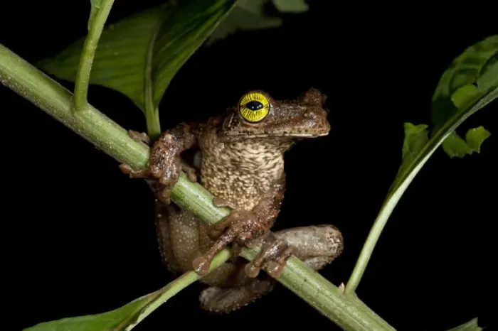 Gerahmter Druck : Baumfrosch (Osteocephalus taurinus), Nacionalpark Yasuni, Regenwald der Amazonas-Region. Ecuador Gerahmter Druck : Baumfrosch (Osteocephalus taurinus), Nacionalpark Yasuni, Regenwald der Amazonas-Region. Ecuador