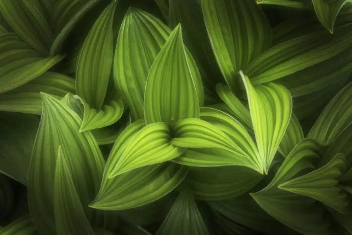 Gerahmter Druck : Corn lily
