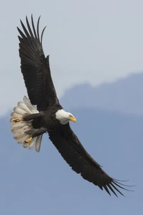 Gerahmter Druck : Falkenflug Gerahmter Druck : Falkenflug