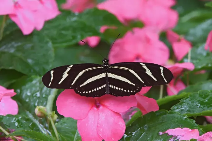 Gerahmter Druck : Zebrabutterblume, Heliconius charitonii