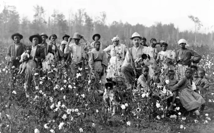 Gerahmter Druck : KATZENBAUMPLANTER UND PICKER, 1910. Ein Katzengewinnler fotografiert mit einer Gruppe von Arbeitern auf einem Feld um die Jahrhundertsiebzig Gerahmter Druck : KATZENBAUMPLANTER UND PICKER, 1910. Ein Katzengewinnler fotografiert mit einer Gruppe von Arbeitern auf einem Feld um die Jahrhundertsiebzig