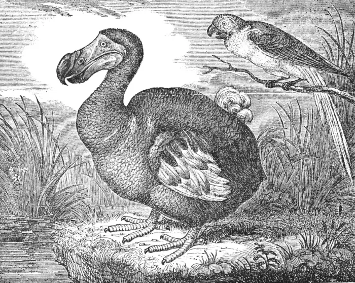 Gerahmter Druck : Der Mauritiusdodo (Raphus cucullatus), ein jetzt ausgestorbener Flugfresser Vogel. Holzstechung, 1833, nach einer Gemälde im Britischen Museum