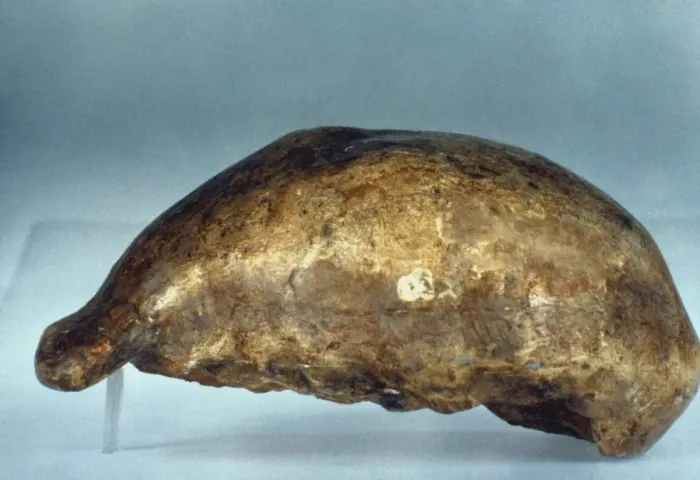 Gerahmter Druck : Kopf des Javamens. Lateraler Ansicht von dem Gipskopf eines Javaman-Köpfchens (Pithecanthropus erectus), das bei Trinil im östlichen Java in Indonesien von Eugen Dubois, 1891 gefunden wurde Gerahmter Druck : Kopf des Javamens. Lateraler Ansicht von dem Gipskopf eines Javaman-Köpfchens (Pithecanthropus erectus), das bei Trinil im östlichen Java in Indonesien von Eugen Dubois, 1891 gefunden wurde