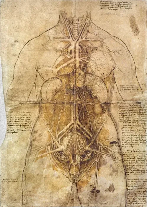 Gerahmter Druck : Leonardo da Vinci - Anatomie Gerahmter Druck : Leonardo da Vinci - Anatomie