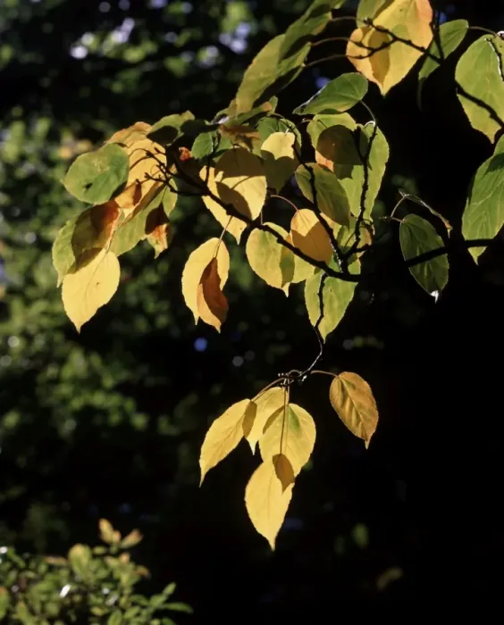 Gerahmter Druck : Herbstfarbe Gerahmter Druck : Herbstfarbe