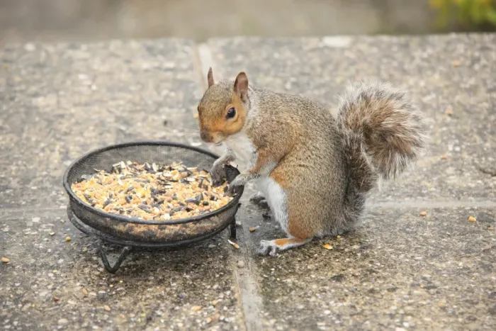 Gerahmter Druck : Squirrel. Ein Eichhörnchen im Garten von Garden Cottage Looe