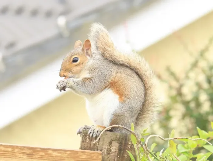 Gerahmter Druck : Squirrel. Ein Eichhörnchen im Garten von Garden Cottage Looe