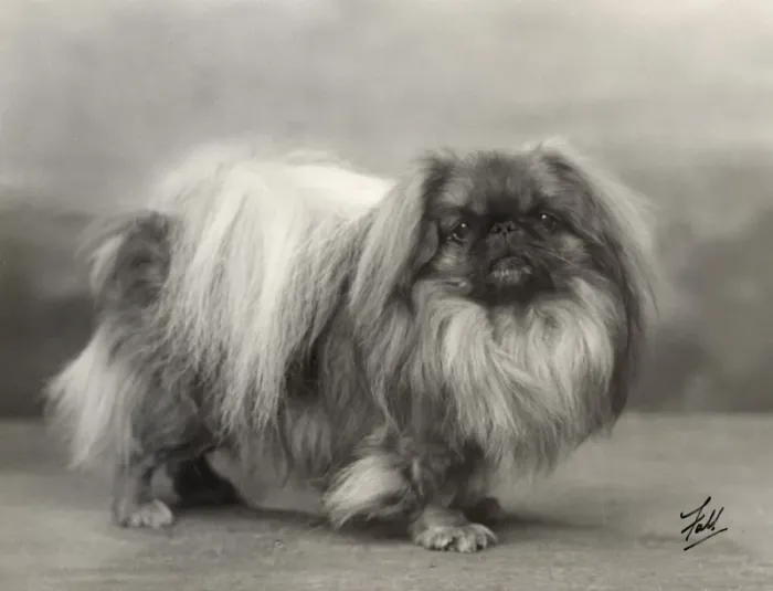 Verwaltete Rechte : Pekingeser, Fall, 1932 Verwaltete Rechte : Pekingeser, Fall, 1932
