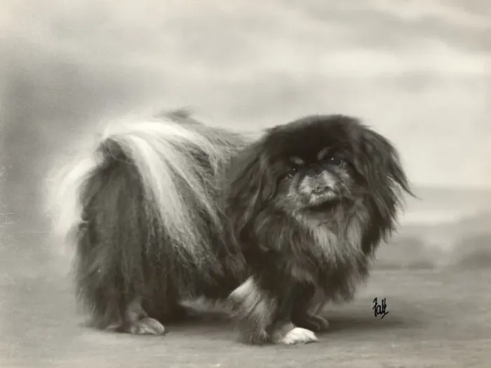 Verwaltete Rechte : Pekingeser, Fall in Peking (Bis 1932) Verwaltete Rechte : Pekingeser, Fall in Peking (Bis 1932)