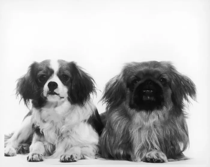 Verwaltete Rechte : DOGS. Ein Königskurzhaarhund (links) und ein Pekingeschäftshund (rechts)