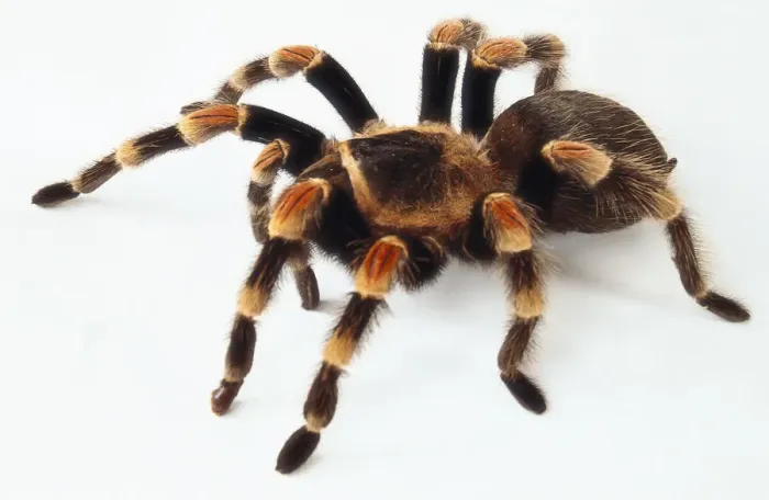 Gerahmter Druck : Seitenansicht einer Rotbein-Spinnennatter Gerahmter Druck : Seitenansicht einer Rotbein-Spinnennatter