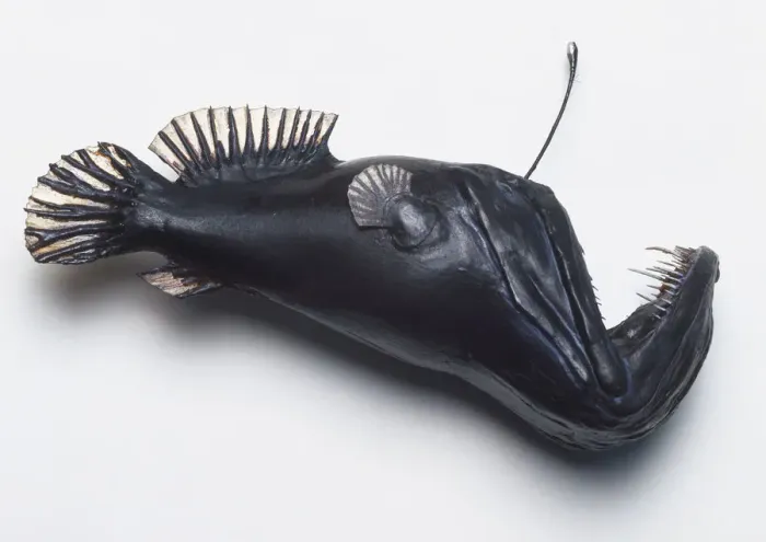 Gerahmter Druck : Schwarzwidder (Melanocetus johnsoni), ein dunkles Modell eines Angelfisches vor dem Essen Gerahmter Druck : Schwarzwidder (Melanocetus johnsoni), ein dunkles Modell eines Angelfisches vor dem Essen