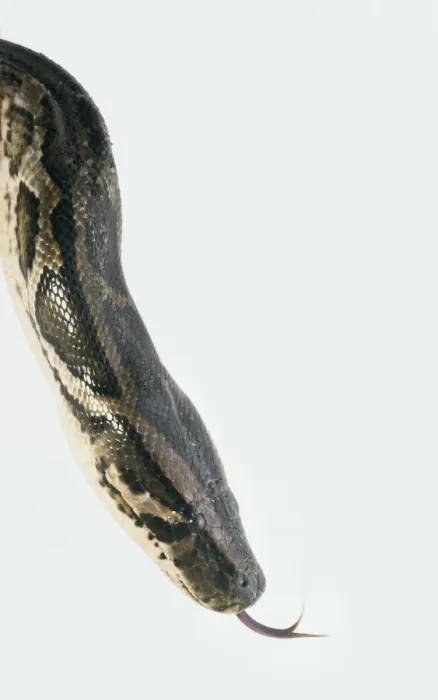 Gerahmter Druck : Führer der Burmesischen Pythonartige (Python molurus), Hupen, Näherungsaufnahme, Seitenansicht Gerahmter Druck : Führer der Burmesischen Pythonartige (Python molurus), Hupen, Näherungsaufnahme, Seitenansicht