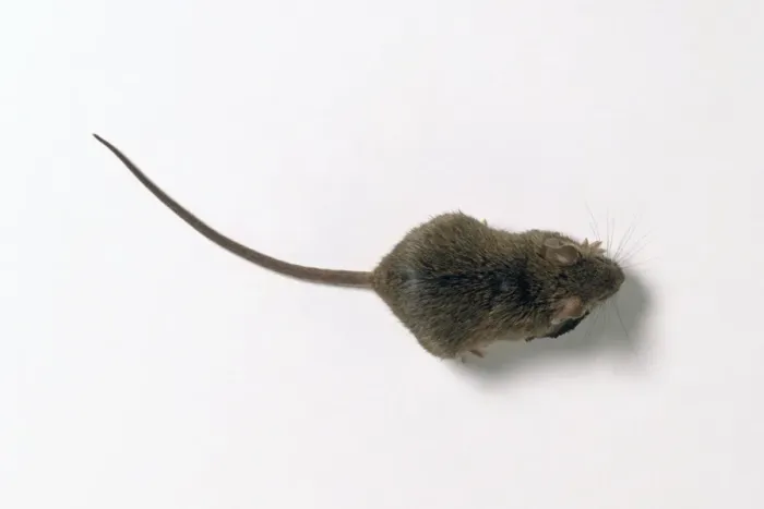 Gerahmter Druck : Ein Maus, aus der Luft gesehen Gerahmter Druck : Ein Maus, aus der Luft gesehen