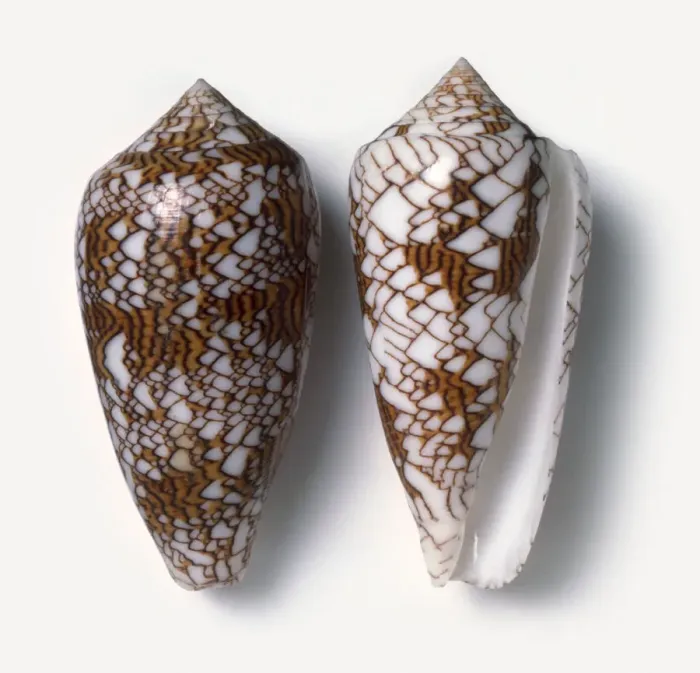 Gerahmter Druck : Zwei Teppichschalen (Conus textile)