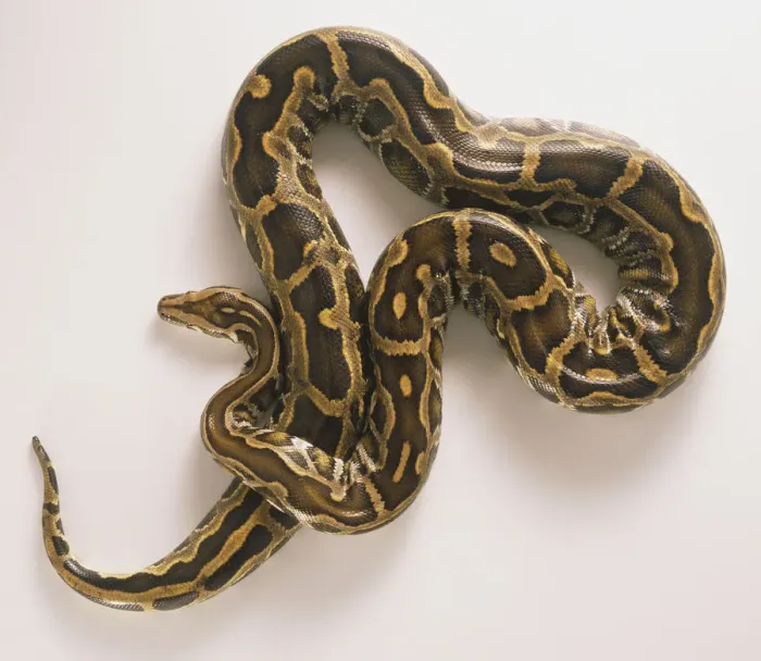 Gerahmter Druck : BurmesischerPython,Pythonmolurus Gerahmter Druck : BurmesischerPython,Pythonmolurus
