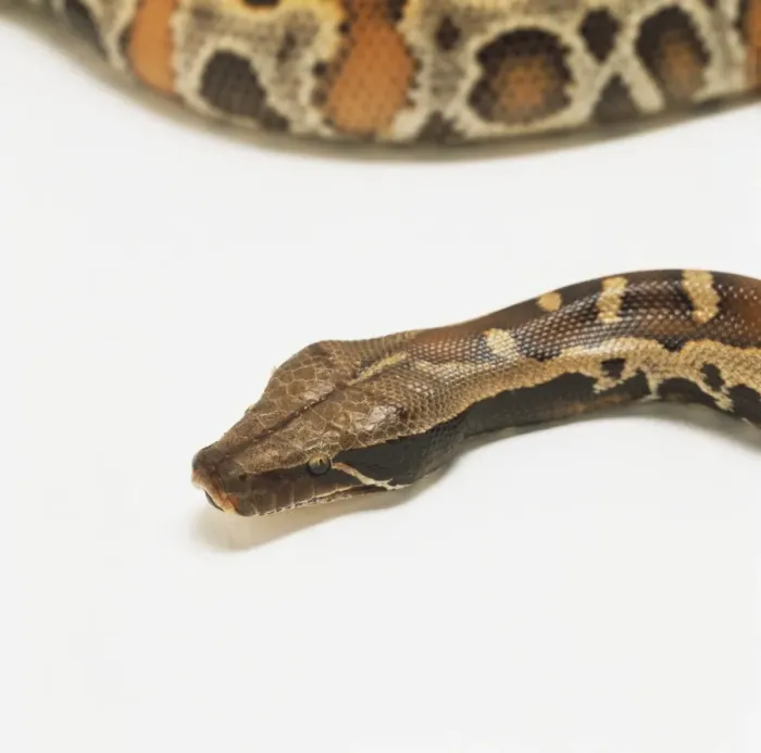 Gerahmter Druck : Schatz des Blutpythons (Python curtus brongersmai), Näherung zum Gesicht