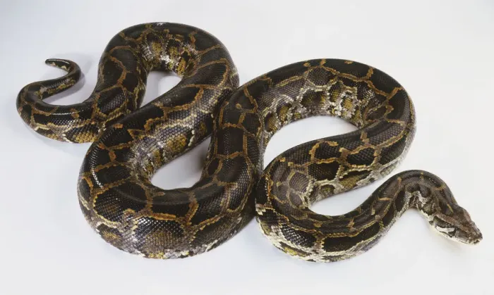 Gerahmter Druck : Schlängelnde Burma-Natter (Python molurus), Blick von oben