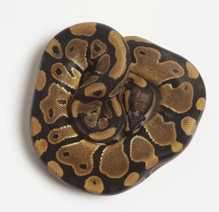 Gerahmter Druck : Enge geschlungenen Kugelsnake oder königliche Natter (Python regius) vom oben gesehen, Näherungsbild Gerahmter Druck : Enge geschlungenen Kugelsnake oder königliche Natter (Python regius) vom oben gesehen, Näherungsbild