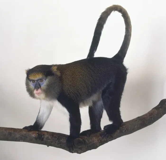 Gerahmter Druck : Der Mona-Affen (Cercopithecus mona), auf allen Vieren auf einem Zweig stehend mit langem Schwanz über der Rückenmitte gekrümmt und sichtbare blaue Markierungen um die Augen, rosa Mundhöhle, weiße Haare unter dem Bauch ausgerichtet in Seitenansicht Gerahmter Druck : Der Mona-Affen (Cercopithecus mona), auf allen Vieren auf einem Zweig stehend mit langem Schwanz über der Rückenmitte gekrümmt und sichtbare blaue Markierungen um die Augen, rosa Mundhöhle, weiße Haare unter dem Bauch ausgerichtet in Seitenansicht