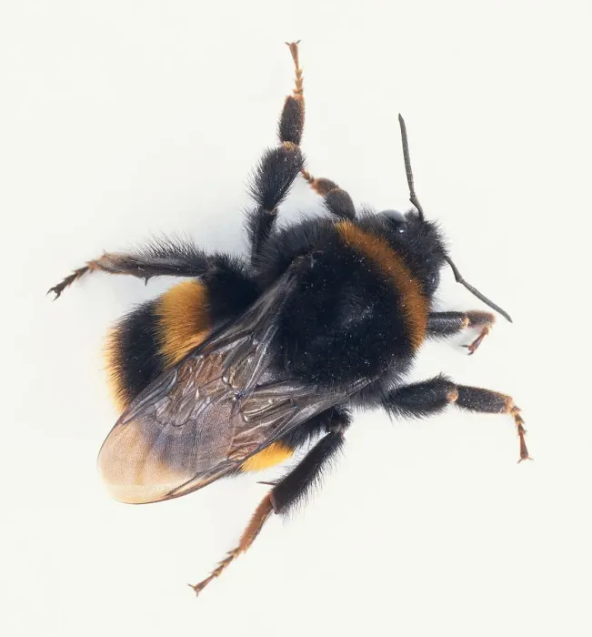 Gerahmter Druck : Überblicksansicht von Bienenbiene Gerahmter Druck : Überblicksansicht von Bienenbiene