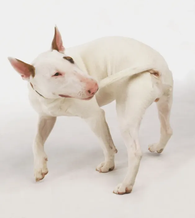 Gerahmter Druck : Hund jagt Schwanz Gerahmter Druck : Hund jagt Schwanz