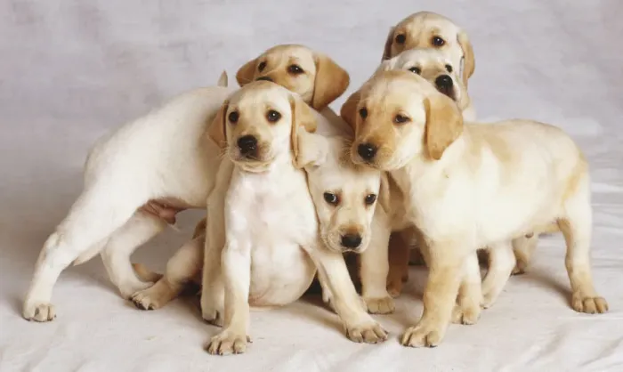 Gerahmter Druck : Ein Wurf junger Hunde. Gerahmter Druck : Ein Wurf junger Hunde.