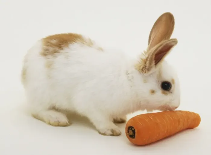 Gerahmter Druck : Weißer Hase oder Oryktologus Cuniculus isst Karotten in Seitenansicht
