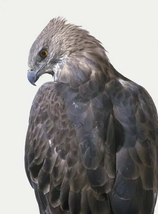 Gerahmter Druck : Kegelhaube Eulenadler oder Veränderlicher Eulenadler (Nisaetus cirrhatus) - Rücksichtsview mit Kopf im Profil Gerahmter Druck : Kegelhaube Eulenadler oder Veränderlicher Eulenadler (Nisaetus cirrhatus) - Rücksichtsview mit Kopf im Profil