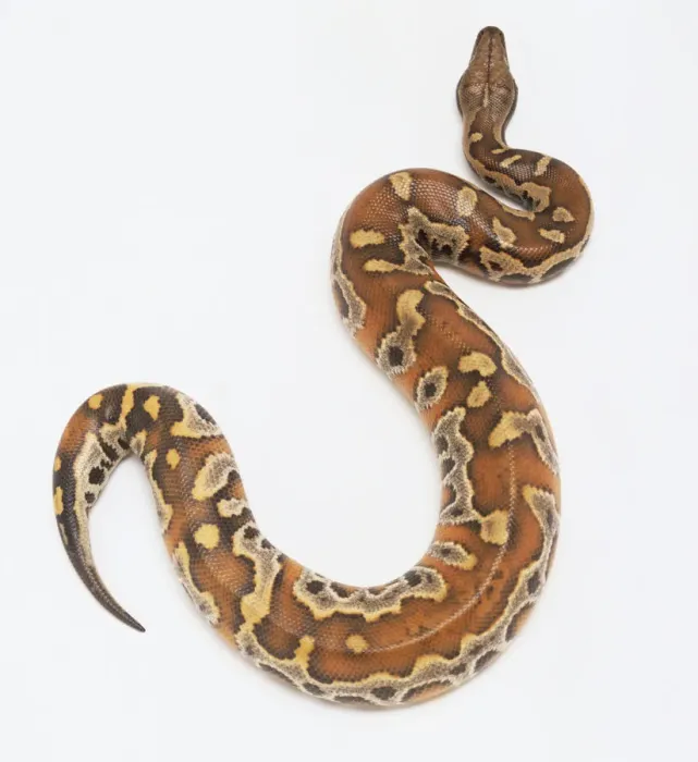 Gerahmter Druck : Pythonidae, Python curtus, Blutsnake Gerahmter Druck : Pythonidae, Python curtus, Blutsnake