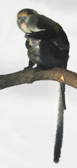 Gerahmter Druck : Monakacchus Affe (Cercopithecus mona) und Baby auf einem Ast sitzend Gerahmter Druck : Monakacchus Affe (Cercopithecus mona) und Baby auf einem Ast sitzend