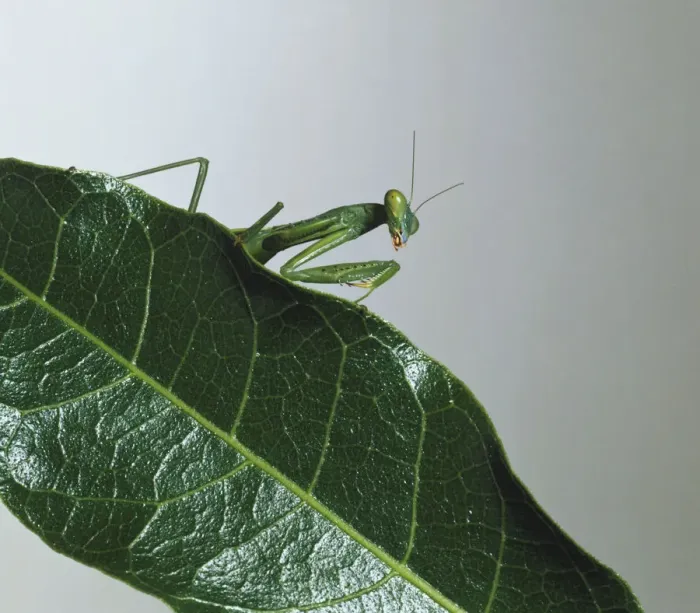Gerahmter Druck : Oberkörperansicht von Mantis auf Blatt Gerahmter Druck : Oberkörperansicht von Mantis auf Blatt