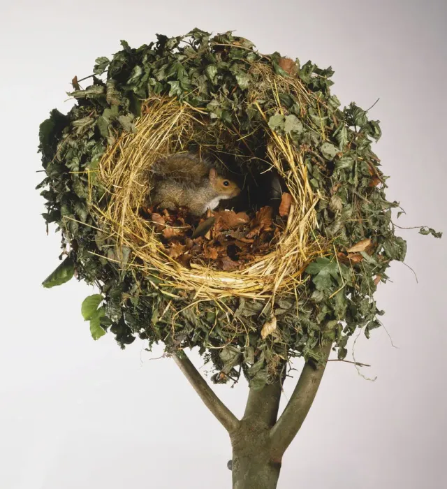 Gerahmter Druck : Grauer Eichhörnchen im Nest Gerahmter Druck : Grauer Eichhörnchen im Nest