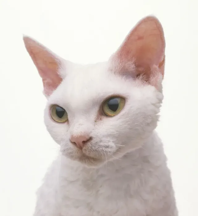 Gerahmter Druck : Weißer Devons Rex Katze, Näherung Gerahmter Druck : Weißer Devons Rex Katze, Näherung