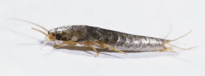 Gerahmter Druck : Naherung aus der Seitenansicht eines Silberfisches Gerahmter Druck : Naherung aus der Seitenansicht eines Silberfisches