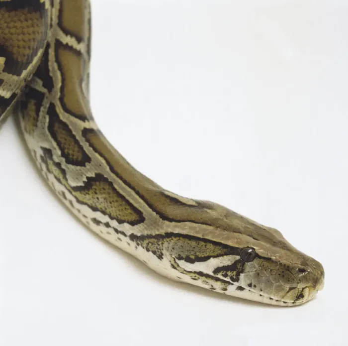 Gerahmter Druck : Seiteansicht des Kopfes einer Burmesischen Python mit dunklen Pfeilspitzenzeichnungen. Eine spitze Linie führt von jedem Auge zum Winkel der Kinnhöhe und eine unterhalb jedes Auges, sowie die hervortretenden Hitzebohlen Gerahmter Druck : Seiteansicht des Kopfes einer Burmesischen Python mit dunklen Pfeilspitzenzeichnungen. Eine spitze Linie führt von jedem Auge zum Winkel der Kinnhöhe und eine unterhalb jedes Auges, sowie die hervortretenden Hitzebohlen