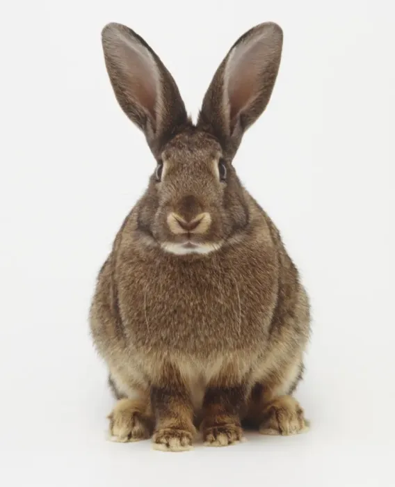 Gerahmter Druck : Rabbit Gerahmter Druck : Rabbit