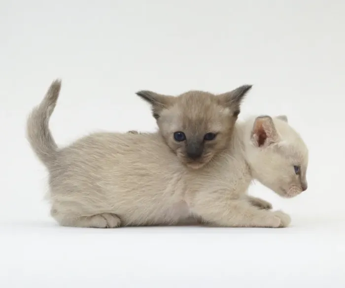 Gerahmter Druck : Zwei weiße Katzen spielen Gerahmter Druck : Zwei weiße Katzen spielen