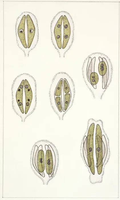 Gerahmter Druck : Molekularbiologie, Algenarten oder Phytoplanktonartigkeitsgruppen (Bacillariophyceae), Pflanzenreproduktion und Zeichnung Gerahmter Druck : Molekularbiologie, Algenarten oder Phytoplanktonartigkeitsgruppen (Bacillariophyceae), Pflanzenreproduktion und Zeichnung